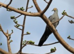 Black Cuckoo-Dove